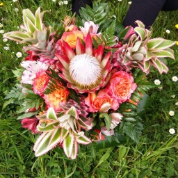 kytice protea ananas